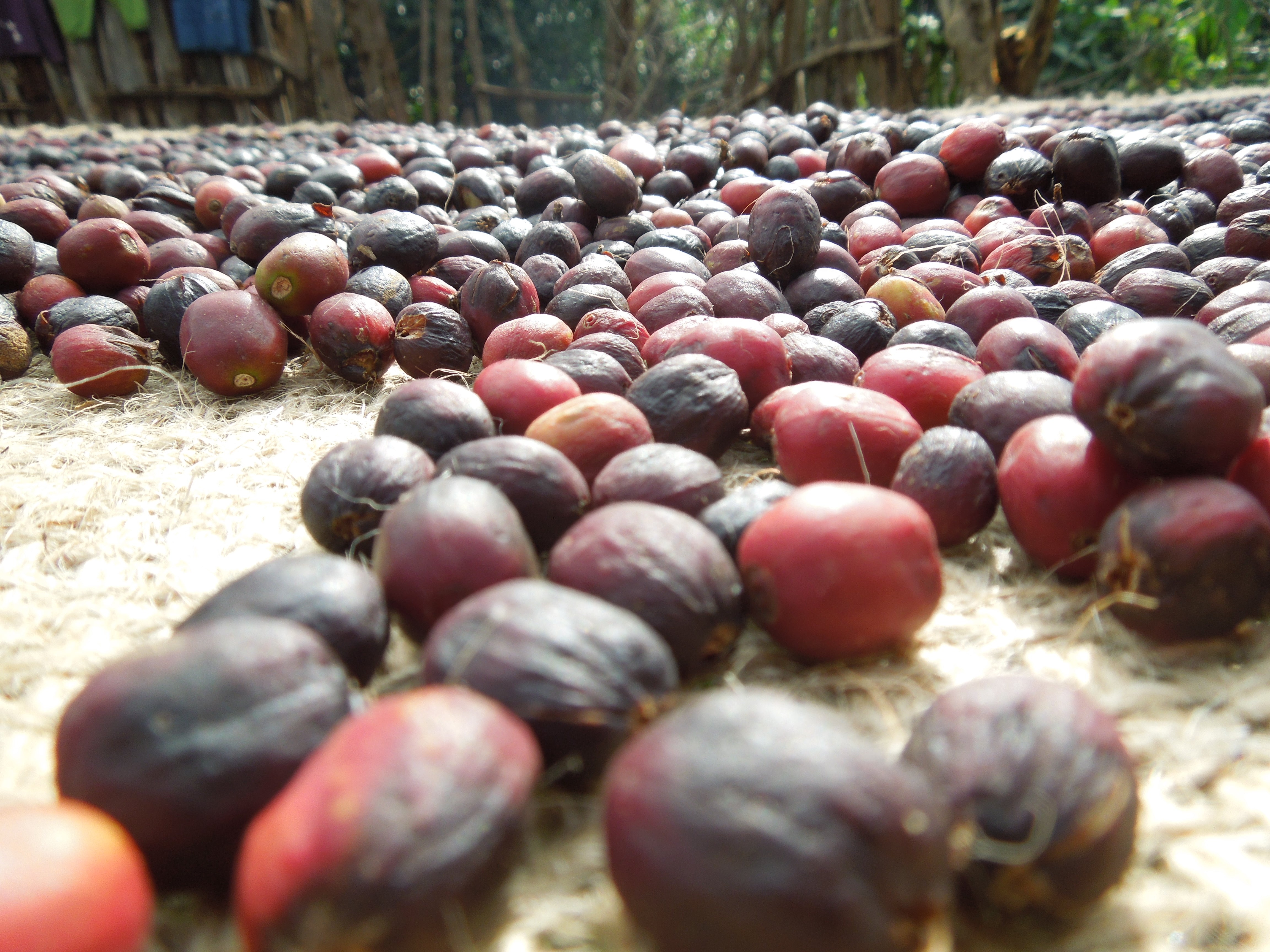 Destinations - Ethiopian Sidamo Single Origin Coffee