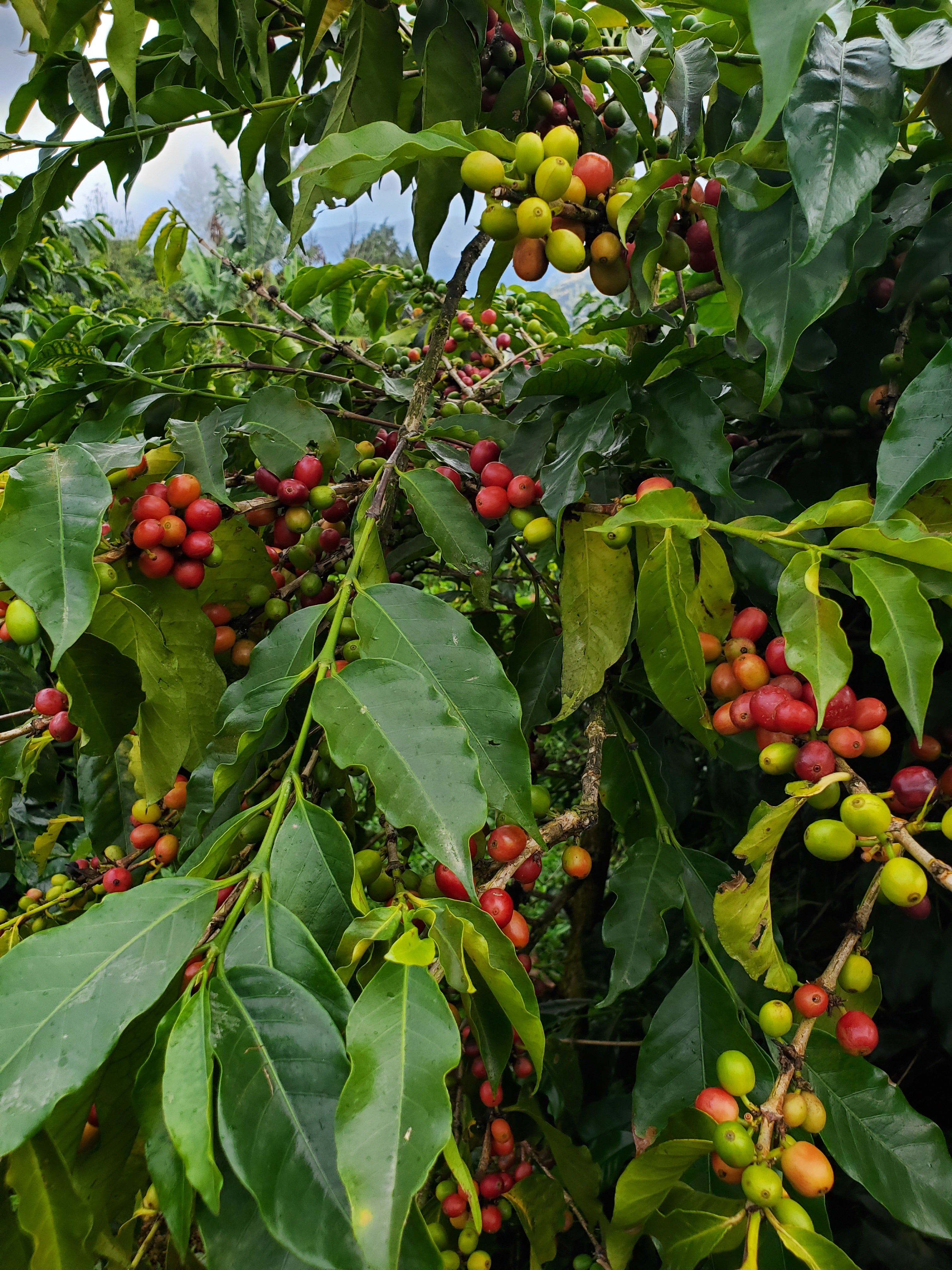 Destinations | Jamaica Blue Mountain