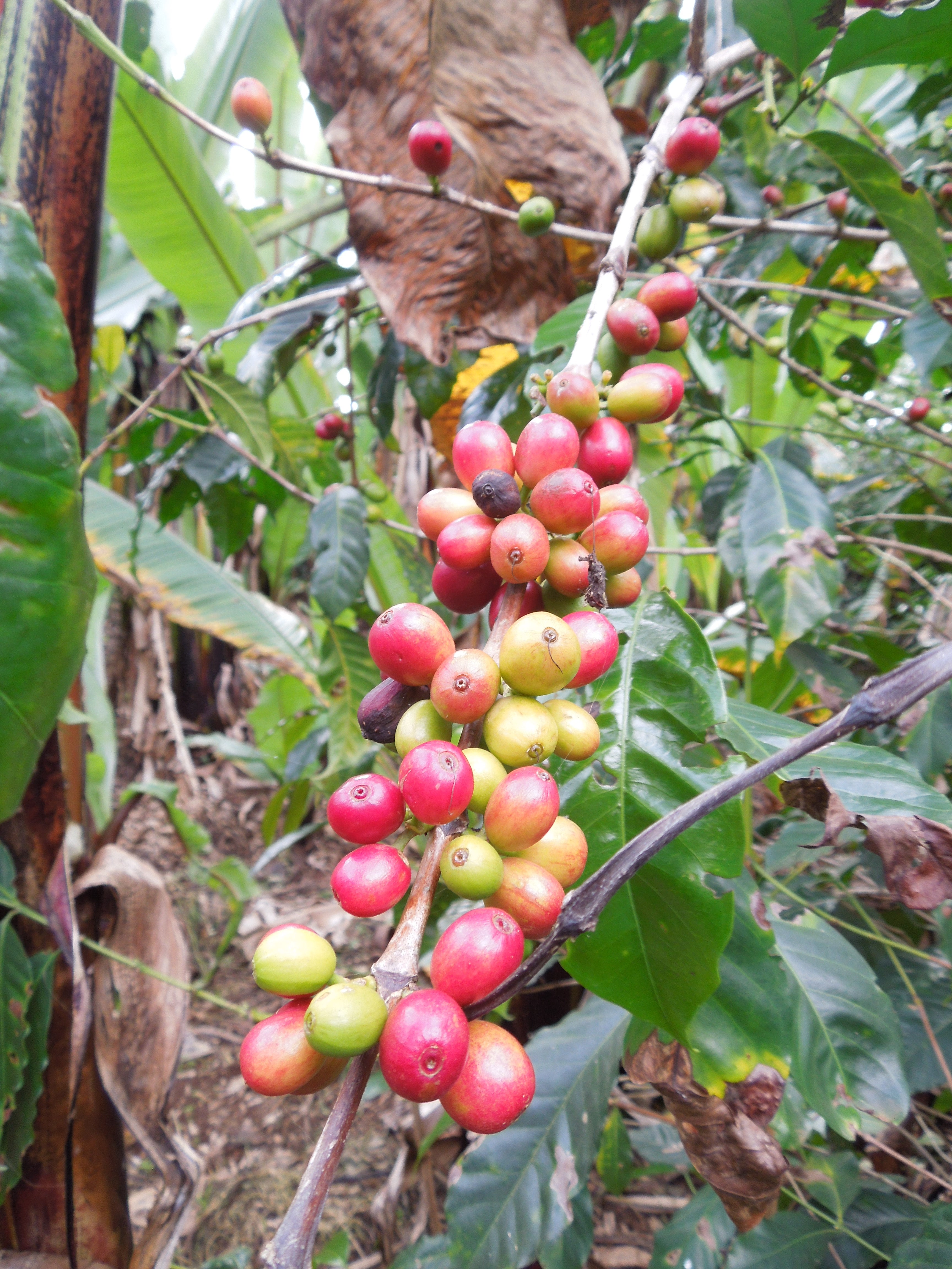 Destinations - Ethiopian Sidamo Single Origin Coffee
